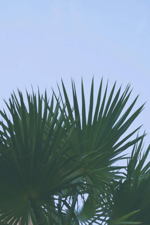 a large jetliner flying through a blue sky, an album cover, unsplash, hurufiyya, chest covered with palm leaves, slight haze, minimalist photo, late summer evening