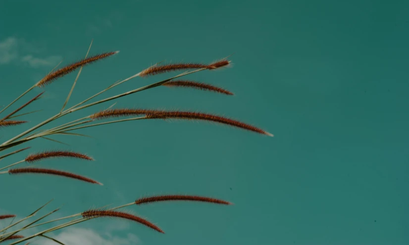 tall grass blowing in the wind against a blue sky, a macro photograph, trending on pexels, background image, dried flowers, stacked image, teal aesthetic