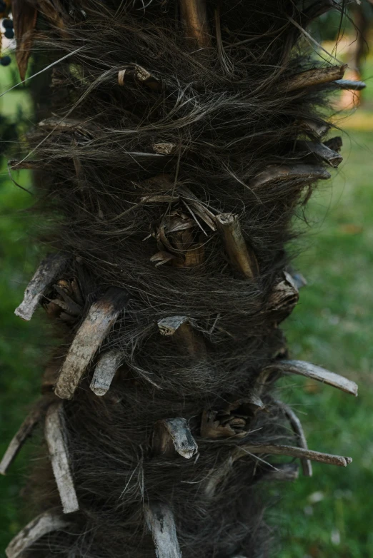 a bird sitting on top of a palm tree, an album cover, inspired by Patrick Dougherty, unsplash, land art, piles of bones, black lung detail, covered in matted fur, close-up shot from behind