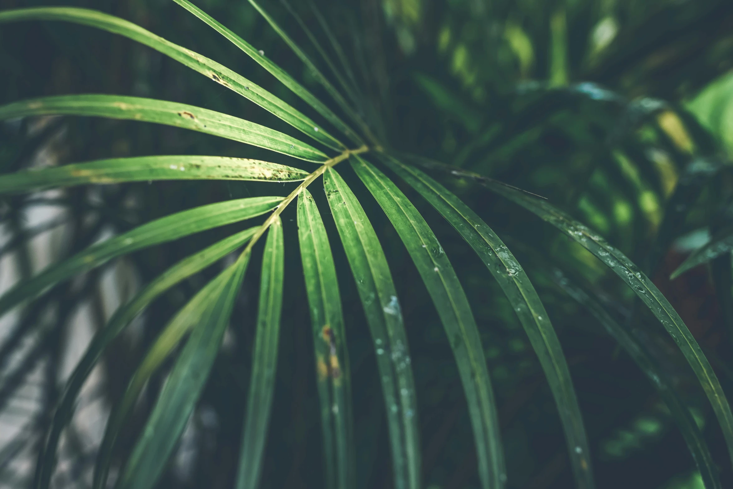 a close up of a green palm leaf, unsplash, hurufiyya, multiple stories, a wooden, lo-fi, **cinematic