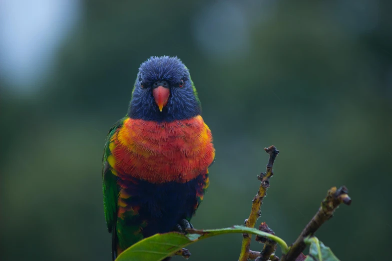 a colorful bird sitting on top of a tree branch, a portrait, pexels contest winner, vibrantly lush, multi - coloured, pararel, portrait of small