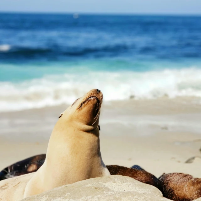 a sea lion laying on top of a sandy beach, pexels contest winner, southern california, fan favorite, paws on head, petite