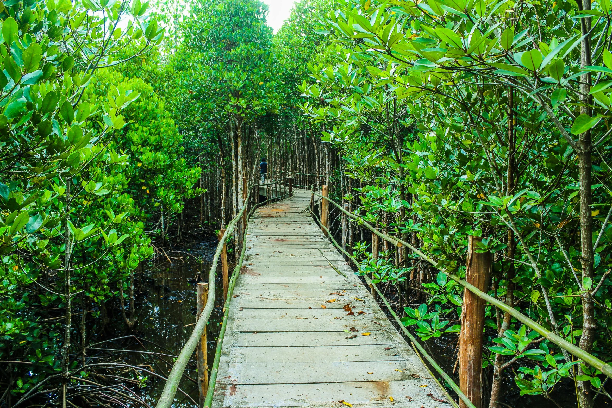 a wooden walkway in the middle of a mangrove forest, unsplash, hurufiyya, slide show, green alleys, thumbnail, vivid vegetation