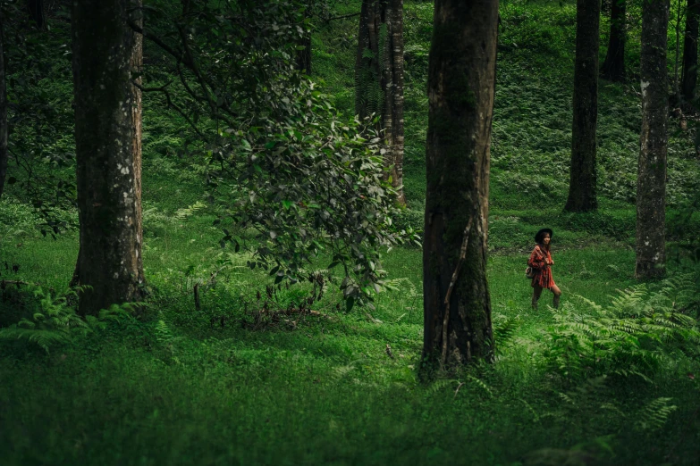 a person walking through a lush green forest, inspired by Elsa Bleda, unsplash contest winner, sumatraism, kerala village, girl running, trees in the grassy hills, ((forest))