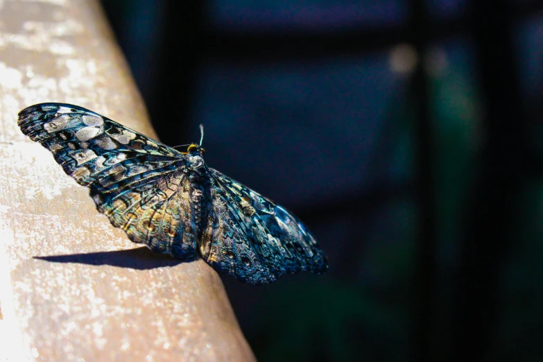 a close up of a butterfly on a rail, pexels contest winner, aerial iridecent veins, anamorphic bokeh, back - lit, museum quality photo