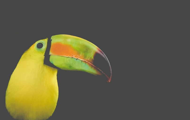 a close up of a colorful bird on a black background, inspired by Johannes Fabritius, trending on pexels, banana color, 6 toucan beaks, on a gray background, colombian