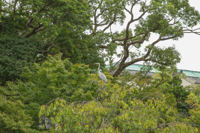 a large bird sitting on top of a tree, inspired by Robert Bateman, unsplash, sōsaku hanga, in balcony of palace, heron prestorn, as seen from the canopy, trees and bushes