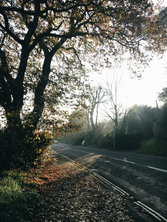 the sun is shining through the trees on the side of the road, a picture, by David Donaldson, unsplash, taken on iphone 14 pro, late autumn, morning light showing injuries, beautiful english countryside