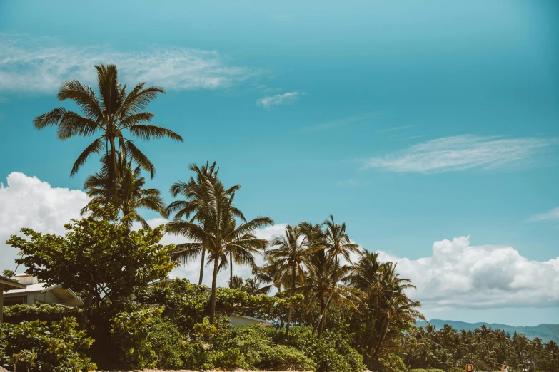 a man riding a surfboard on top of a sandy beach, palmtrees, lush trees, background image, hawaii beach