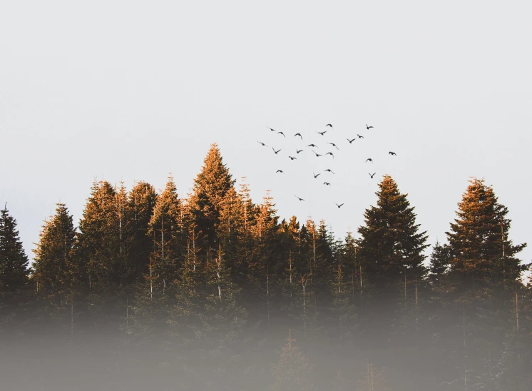 a flock of birds flying over a forest, pexels contest winner, minimalism, black fir, ((trees)), floating away, a wooden