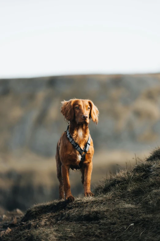 a brown dog standing on top of a hill, by Jesper Knudsen, pexels contest winner, renaissance, harness, ready to model, gif, low quality photo