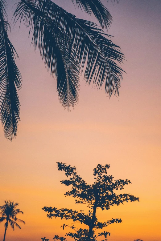 a couple of palm trees sitting on top of a lush green field, unsplash, romanticism, pastel orange sunset, coconuts, multiple stories, laos