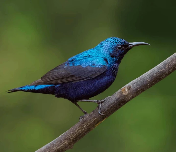 a blue bird sitting on top of a tree branch, by Peter Churcher, hurufiyya, glossy flecks of iridescence, black, biodiversity, pot-bellied