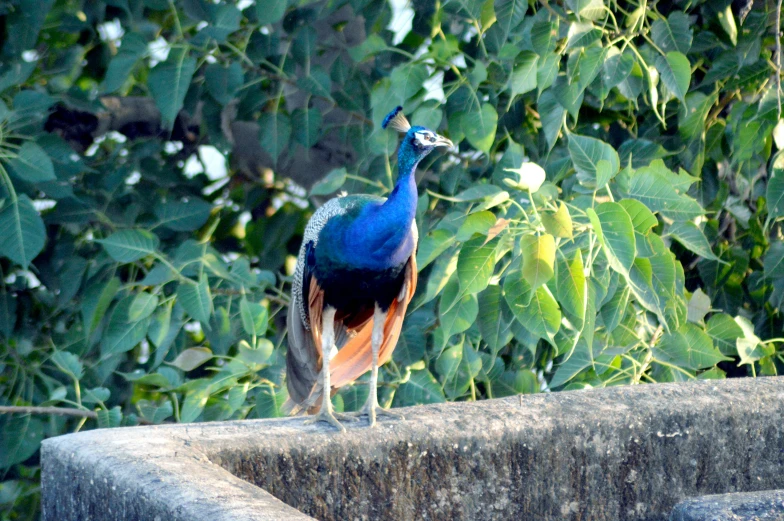 a peacock standing on top of a cement wall, by Shekhar Gurera, hurufiyya, fan favorite, kuntilanak on tree, birds eye, multi - coloured