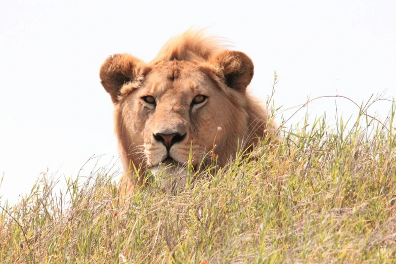 a lion that is laying down in the grass, a portrait, by Terese Nielsen, pexels contest winner, gazing off into the horizon, a bald, amber, king of the hill