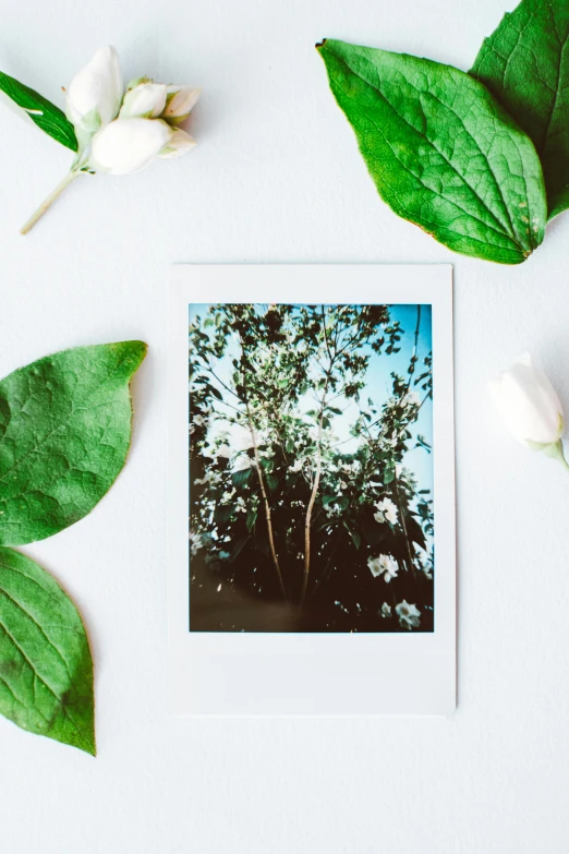 a polaroid photo sitting on top of a white table, inspired by Elsa Bleda, unsplash, lush garden leaves and flowers, green trees, detailed product image, jasmine