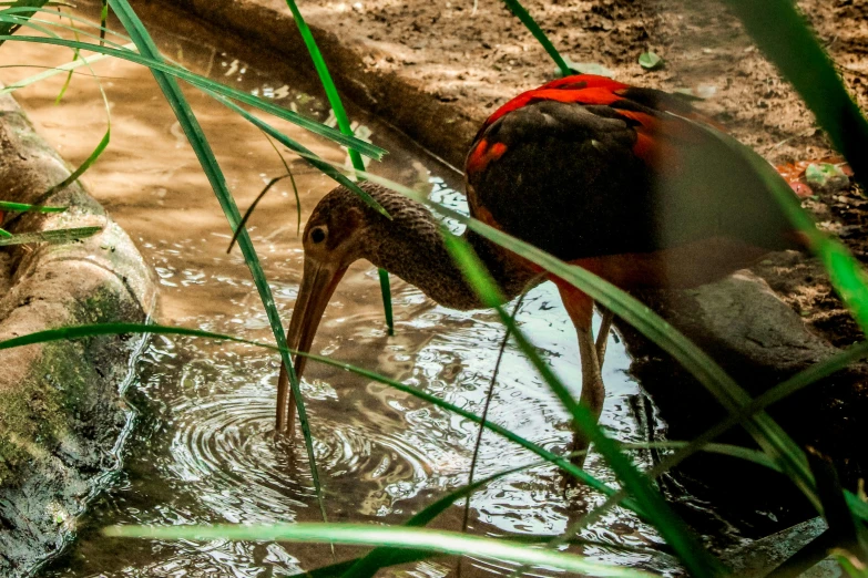 a bird that is standing in some water, in a jungle environment, red water, eating, biodiversity