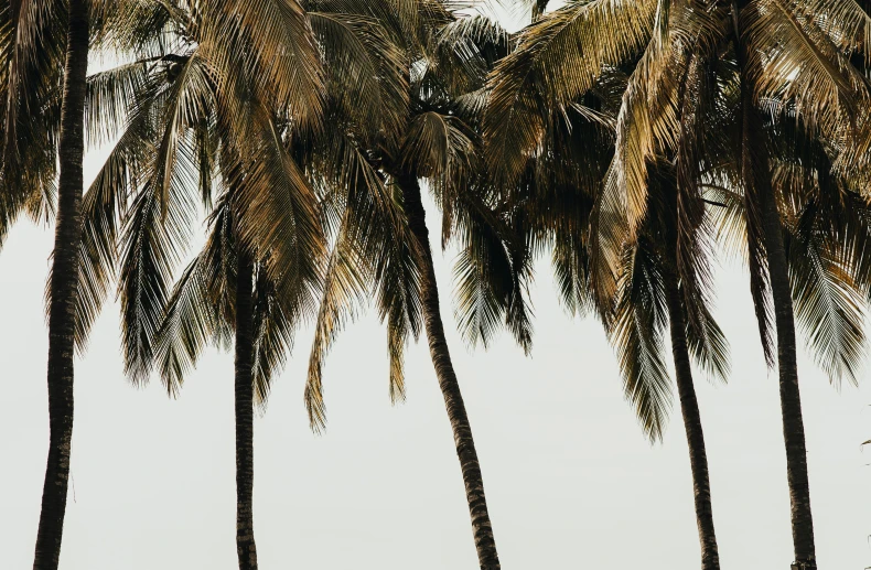 a group of palm trees standing next to each other, karolina cummings, multiple stories, thumbnail, brown and white color scheme