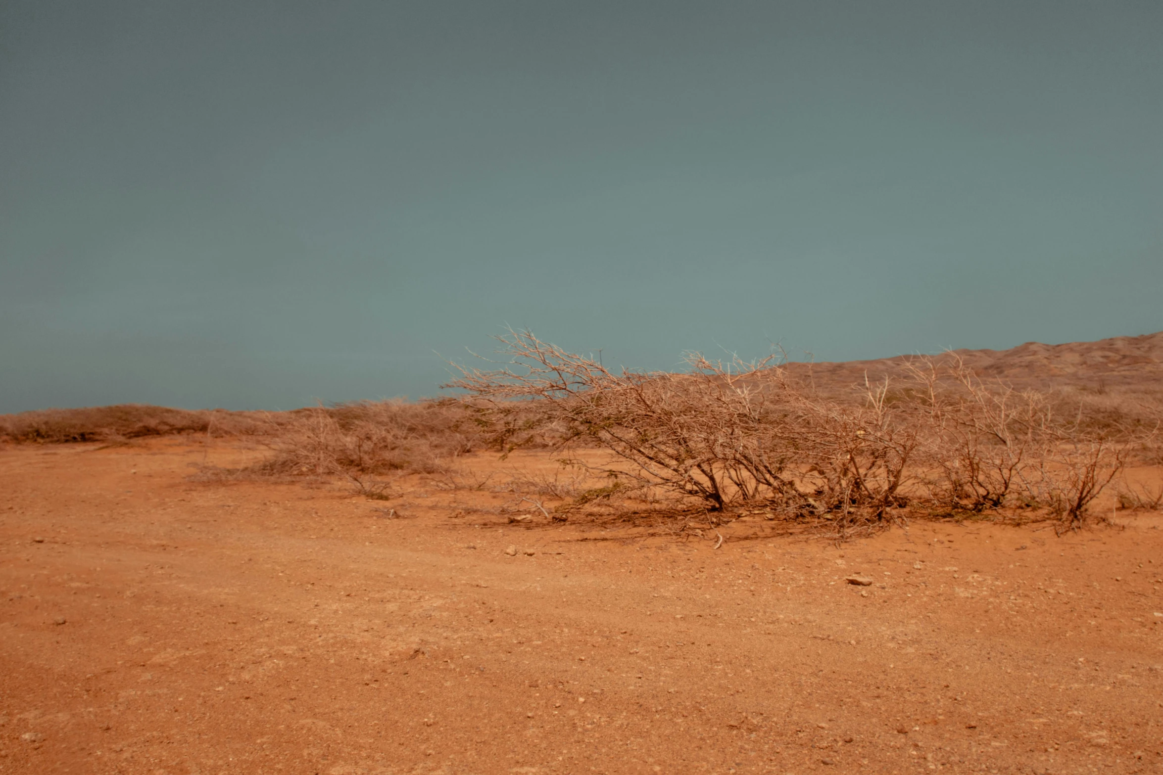 there is a small bush in the middle of the desert, unsplash contest winner, hurufiyya, brown and cyan color scheme, nostalgic 8k, samburu, ( ( photograph ) )