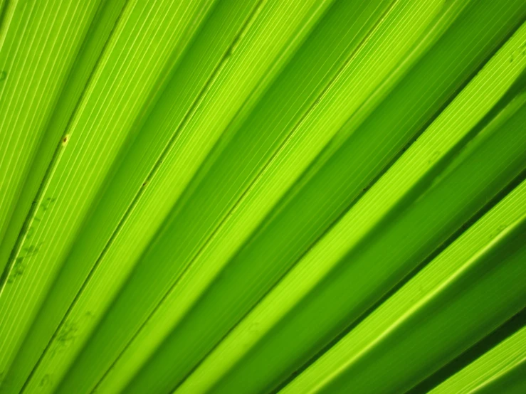 a close up of a green palm leaf, by Jan Rustem, visual art, panels, lime green, rays, grassy