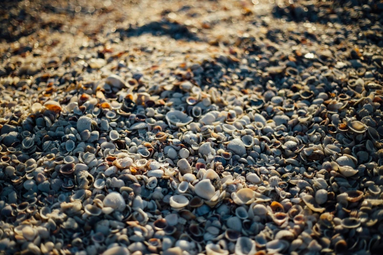 a pile of shells sitting on top of a sandy beach, by Niko Henrichon, unsplash, 1024x1024, smooth tiny details, high quality image, mediterranean