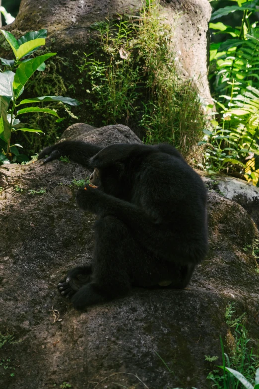 a black bear sitting on top of a rock, in a jungle, sloth stoned af, bali, doing a sassy pose