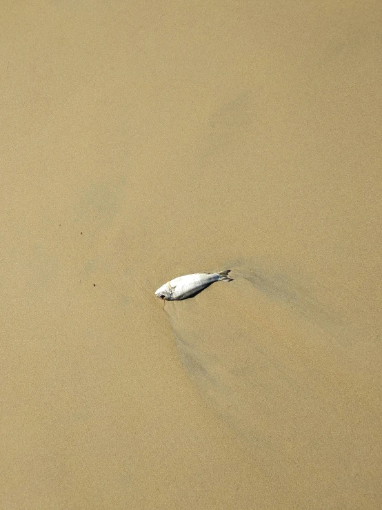 a dead fish laying on top of a sandy beach, pexels contest winner, land art, blimp, white, mid air shot, 2070