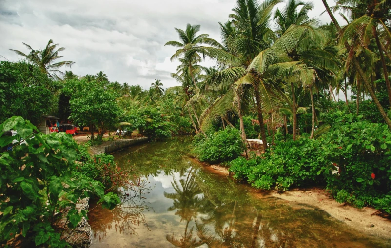 a river running through a lush green forest, by Daniel Lieske, pexels contest winner, hurufiyya, palm trees on the beach, with a fishpond and courtyard, coconuts, brown