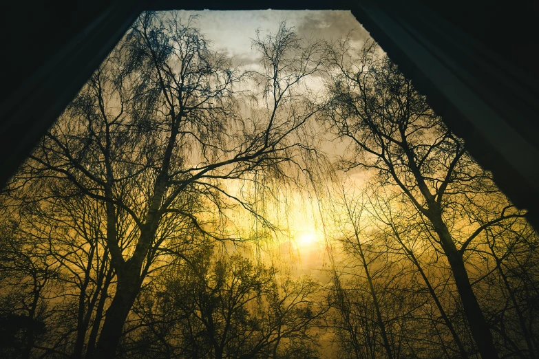 a view of the sun through a window, a picture, inspired by Elsa Bleda, romanticism, looming trees, low - angle, atmospheric artwork, phot