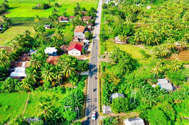 an aerial view of a small town surrounded by palm trees, by Daniel Lieske, pexels, sri lanka, background image, country road, vibrant greenery