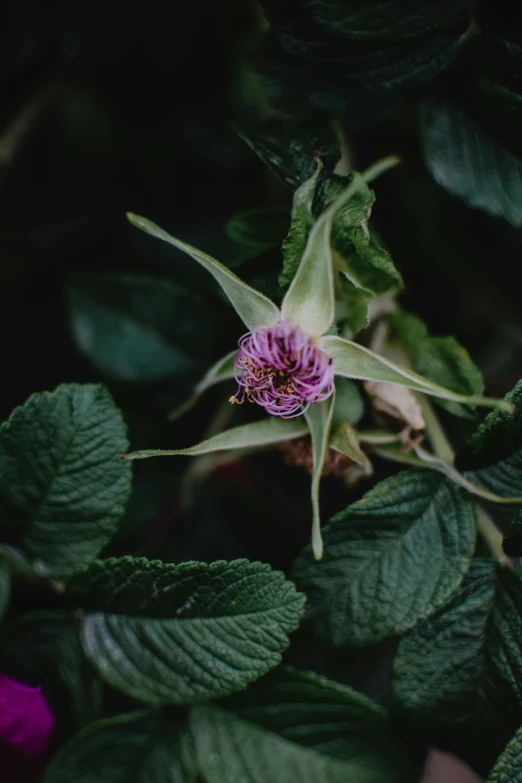 a close up of a flower on a plant, inspired by Elsa Bleda, unsplash, renaissance, wild berry vines, high angle shot, low quality photo, multiple stories
