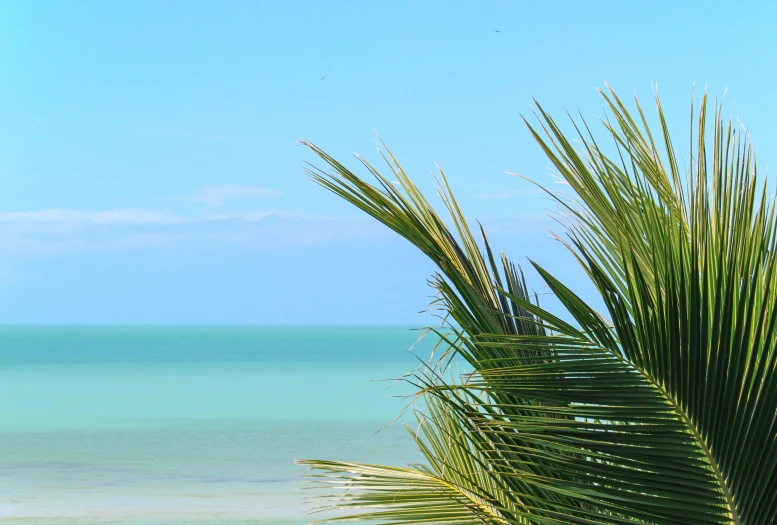 a palm tree on a beach with the ocean in the background, seafoam green, lake view, cabbage trees, turquoise