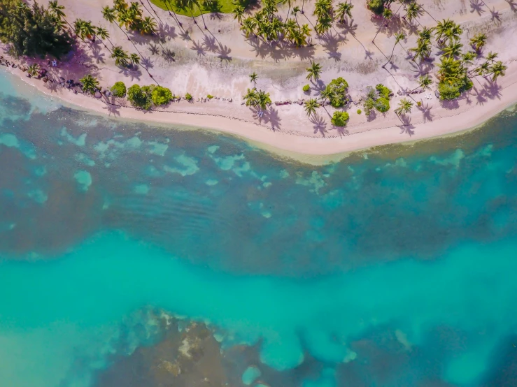 an aerial view of a beach with palm trees, by Julian Allen, pexels contest winner, hurufiyya, delicate coral sea bottom, mauve and cyan, thumbnail, coconuts