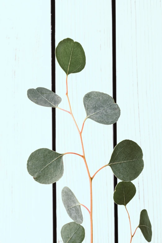 a close up of a plant in a vase on a table, arabesque, eucalyptus, zoomed out view, microchip leaves, large tall