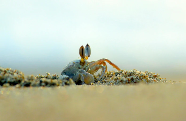 a crab that is sitting in the sand