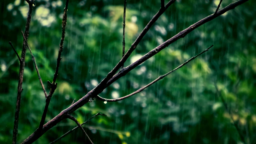 a bird perched on a tree branch in the rain, a picture, unsplash, hurufiyya, drops are falling from above, a wooden, green rain, neon rain