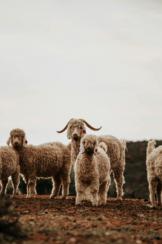 a herd of sheep standing on top of a dirt field, an album cover, trending on unsplash, baroque, long ears, furry creatures, vacation photo, made of wool