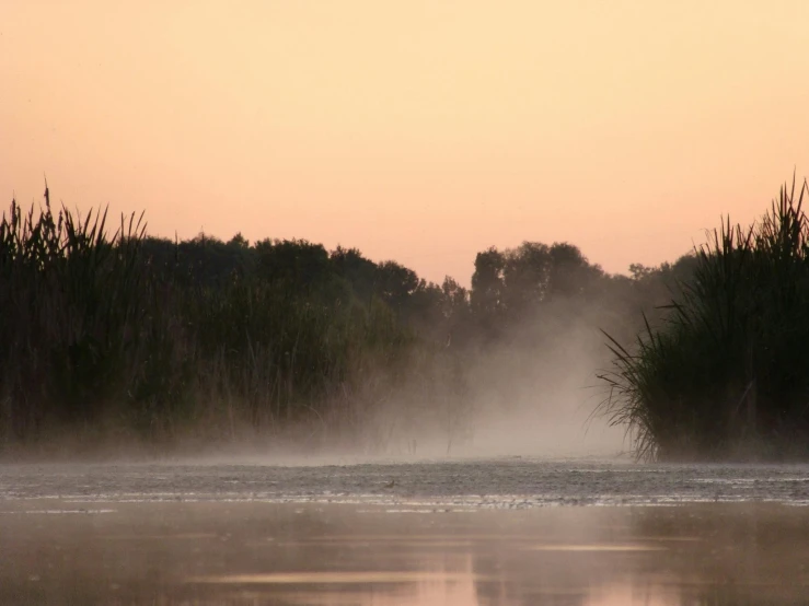 a large body of water with trees in the background, by Eglon van der Neer, flickr, light pink mist, bullrushes, during dawn, excitement