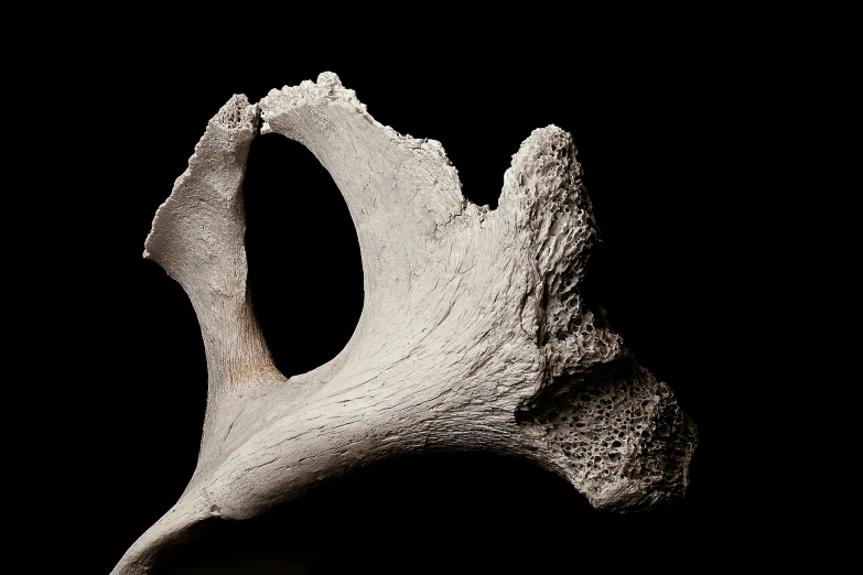 a close up of a bone on a black background, an abstract sculpture, unsplash, whale carcass, high-resolution, ox, grey