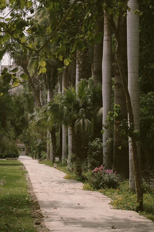 a man riding a skateboard down a sidewalk next to a lush green forest, les nabis, egyptian environment, gardens, leading to a beautiful, palm