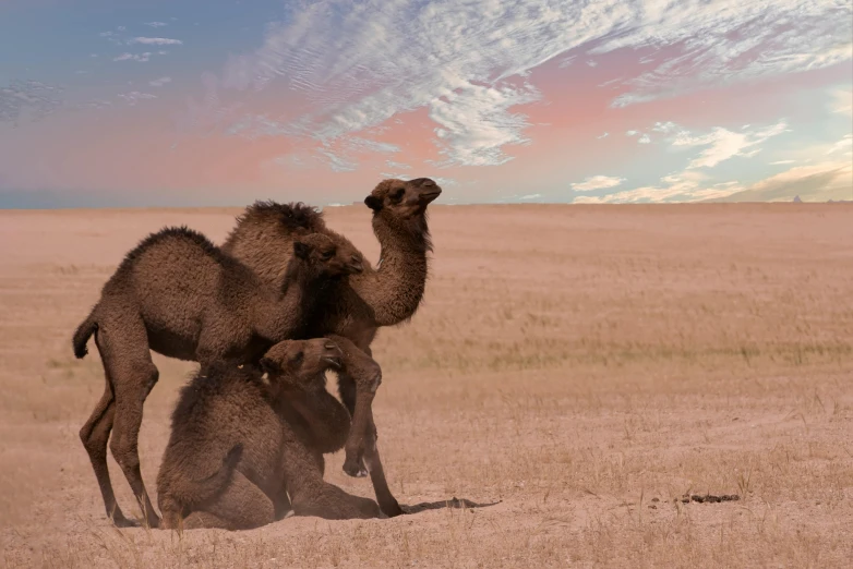 a couple of camel standing on top of a dry grass field, an album cover, inspired by Frederick Goodall, pexels contest winner, old cgi 3 d rendered bryce 3 d, group of seven, herds fighting, 4k photo”