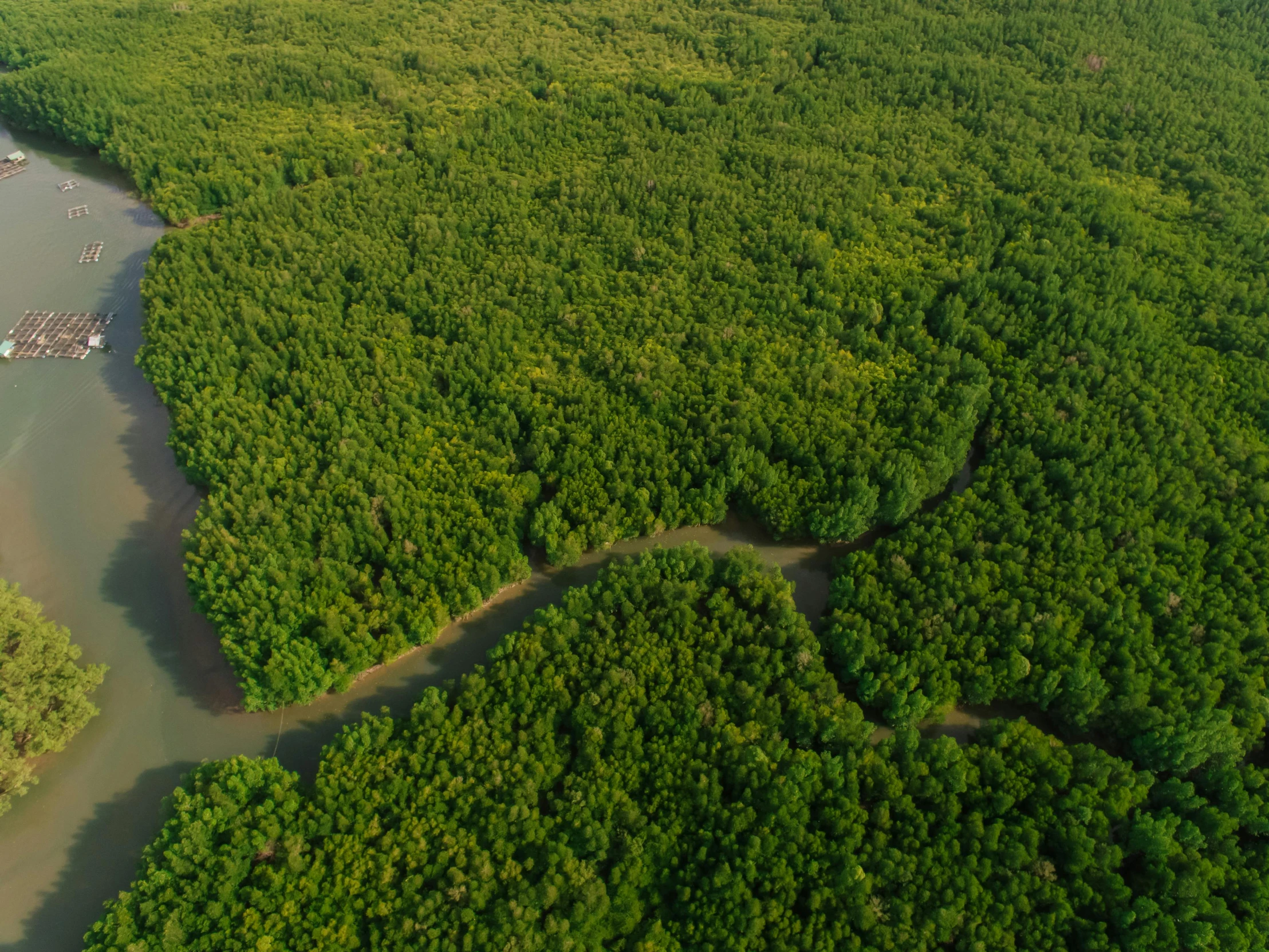 a river running through a lush green forest, an album cover, by Daniel Lieske, pexels contest winner, hurufiyya, mangrove trees, helicopter view, thumbnail, still from nature documentary