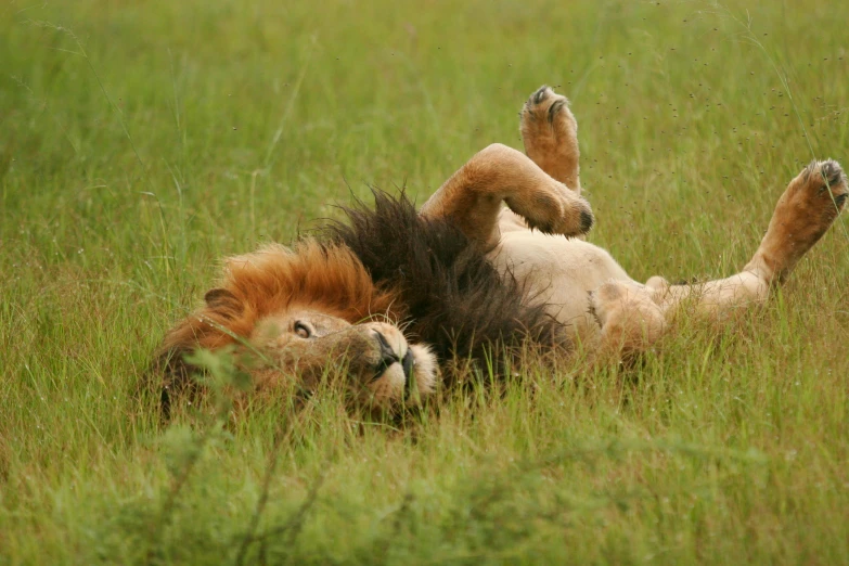 a lion rolling around in a grassy field, bedhead, very kenyan, fan favorite, no cropping