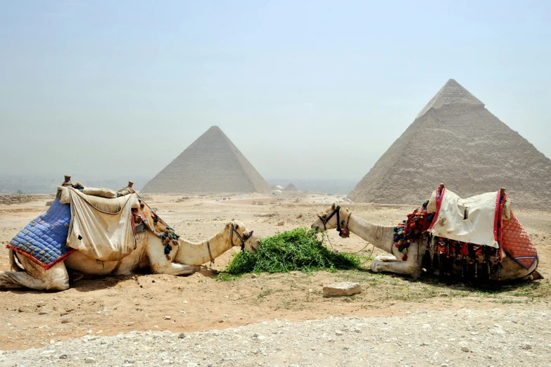 a couple of camels that are sitting in the dirt, egyptian art, pexels contest winner, pyramids, avatar image