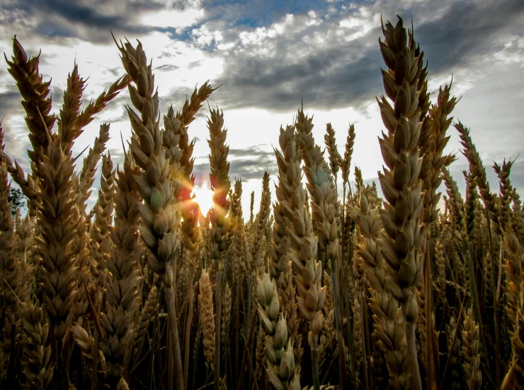 a field of wheat with the sun shining through the clouds, by Jesper Knudsen, unsplash, mineral grains, multiple stories, instagram picture, brown