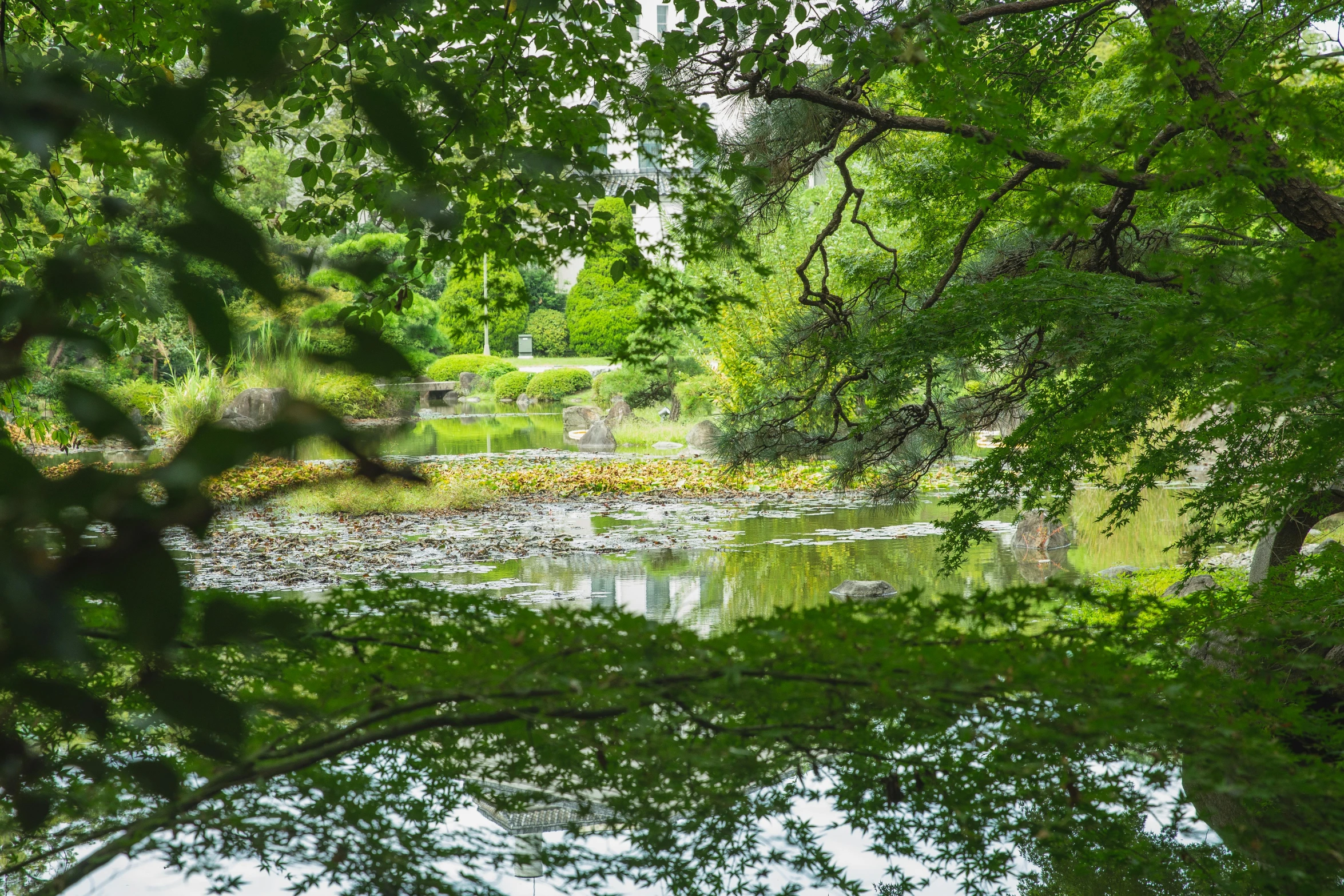 a river running through a lush green forest, a picture, unsplash, visual art, pond with frogs and lilypads, central park, reflections. shady, japanese maples