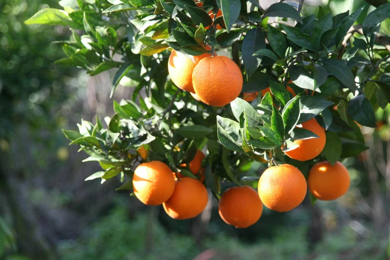 a bunch of oranges hanging from a tree, by David Garner, pexels, hurufiyya, “ iron bark, highly detailed image, mint, excellent quality