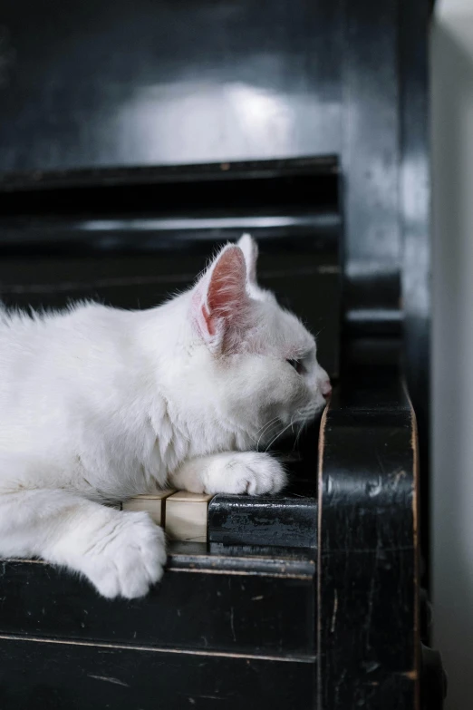 a white cat laying on top of a black piano, an album cover, unsplash, romanticism, with closed eyes, ignant, battered, high quality photo