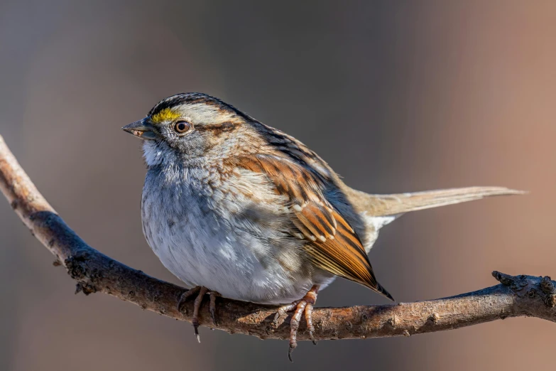 a small bird sitting on top of a tree branch, a portrait, by John Gibson, pexels contest winner, sparrows, high-body detail, audubon, by greg rutkowski