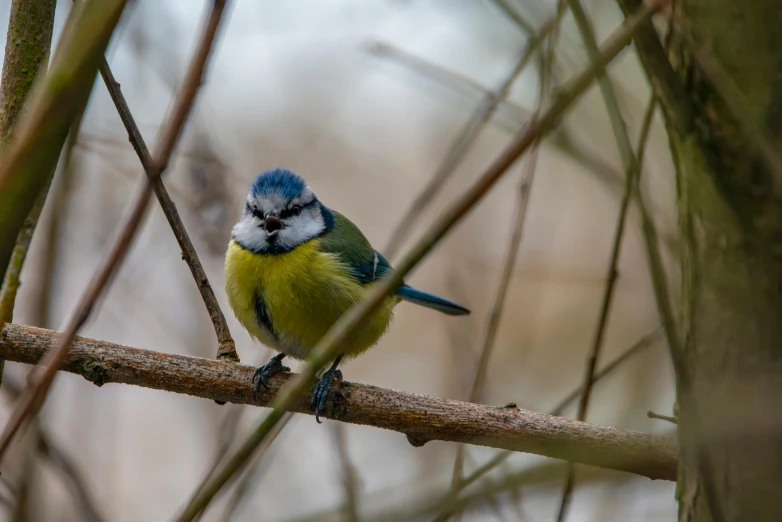 a blue and yellow bird sitting on top of a tree branch, by Mandy Jurgens, pexels contest winner, grumpy [ old ], grey, slide show, green and blue